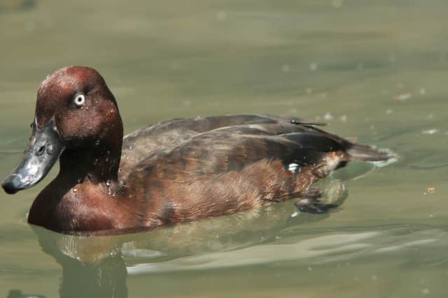 The Madagascar pochard, which is known locally as Fotsimaso, as it was previously thought to be extinct for 15 years, before a tiny population was found clinging to survival on a remote lake in 2006 (pic: Big Partnership)