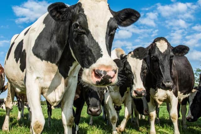 An outbreak of BSE in British cows in the 1990s is still fresh in American's memories.