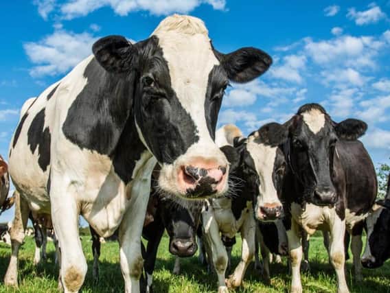 An outbreak of BSE in British cows in the 1990s is still fresh in American's memories.
