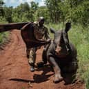 A ranger with the Kenya Wildlife Services tries to cover the eyes of southern white rhino, Elia, to calm her down after being shot with a tranquiliser dart from a helicopter (Picture: Yasuyoshi Chiba/AFP via Getty Images)