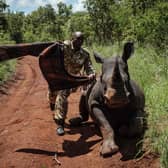 A ranger with the Kenya Wildlife Services tries to cover the eyes of southern white rhino, Elia, to calm her down after being shot with a tranquiliser dart from a helicopter (Picture: Yasuyoshi Chiba/AFP via Getty Images)