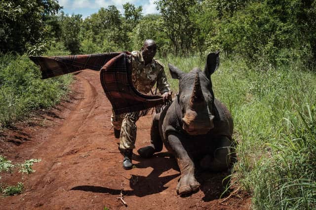 A ranger with the Kenya Wildlife Services tries to cover the eyes of southern white rhino, Elia, to calm her down after being shot with a tranquiliser dart from a helicopter (Picture: Yasuyoshi Chiba/AFP via Getty Images)