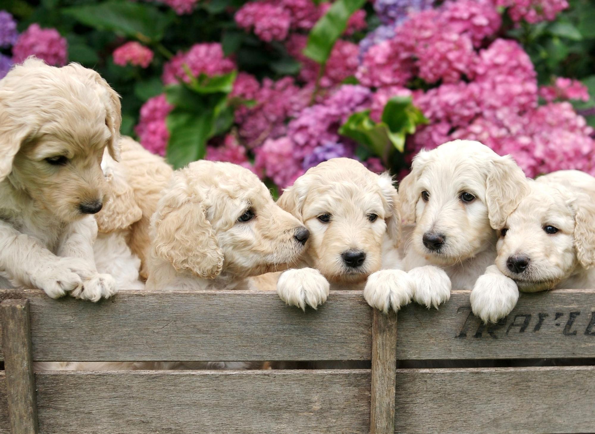 Cute labradoodle shop
