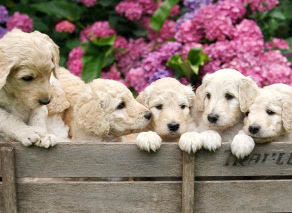 How much do you know about the lovable Labradoodle?