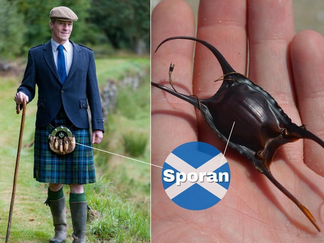 The Sporran is a traditional part of Scottish Highland dress that essentially acts as a pocket when wearing a kilt. The word is rooted in the Gaelic “sporan” which means purse. Marine creatures like sharks and rays produce eggs which have a tough protective casing known as a mermaid’s purse as it can be written in Gaelic; sporan-bìgis.