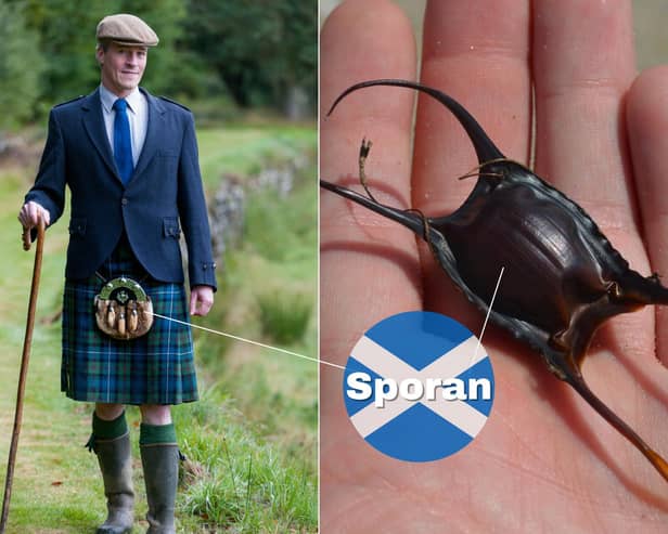 The Sporran is a traditional part of Scottish Highland dress that essentially acts as a pocket when wearing a kilt. The word is rooted in the Gaelic “sporan” which means purse. Marine creatures like sharks and rays produce eggs which have a tough protective casing known as a mermaid’s purse as it can be written in Gaelic; sporan-bìgis.