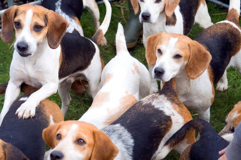 The Pocket Beagle - the precursor to the modern Beagle - was popular in 16th century England and was so called because it was small enough to fit in a pocket.