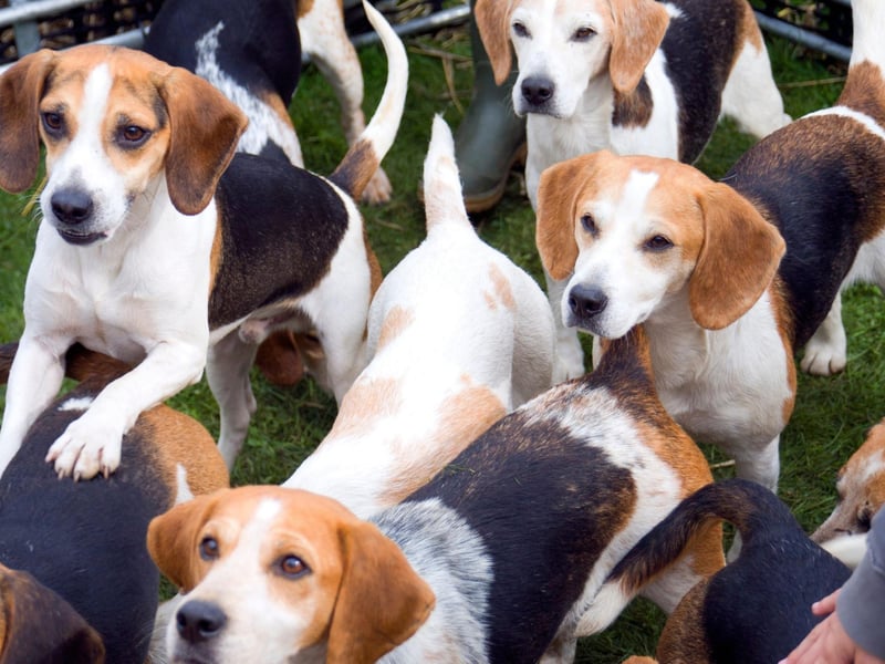 The Pocket Beagle - the precursor to the modern Beagle - was popular in 16th century England and was so called because it was small enough to fit in a pocket.