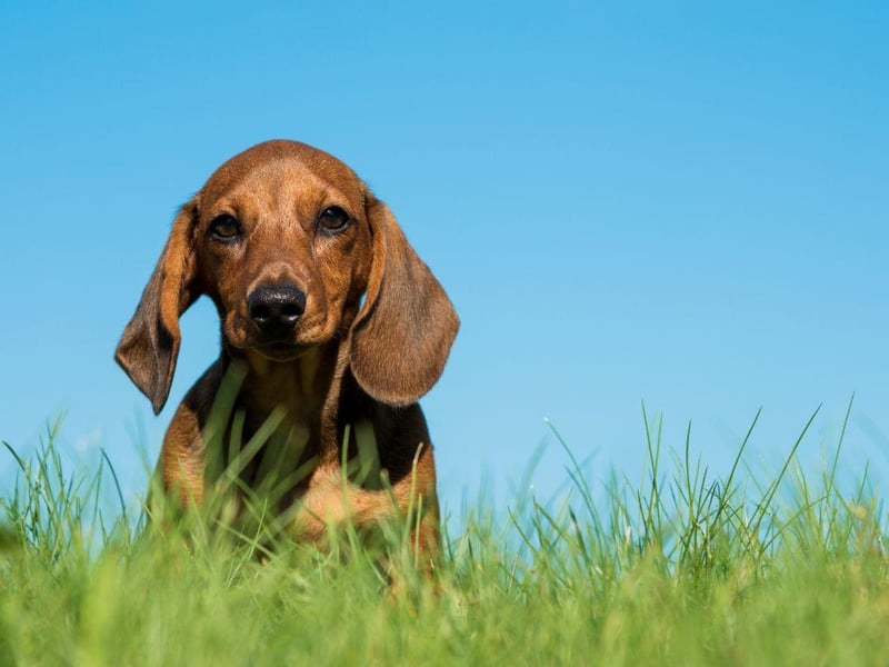 Not exactly known for their swimming abilities, it comes as a surprise to many that their cute sausage dog has webbed feet. Originally bred for hunting, their specialised feet help the Dachshund dig really quickly to locate critters underground.