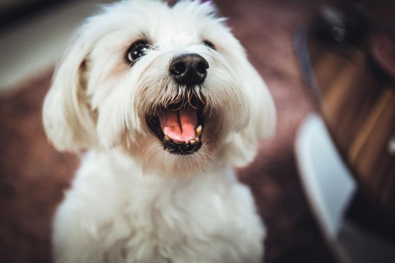 One of the smallest breeds, Maltese may be tiny but they are also one of the most empathetic pets and are often used as therapy dogs. They need very little outdoor exercise and even giving them their daily brush can be fairly therapeutic and relaxing.