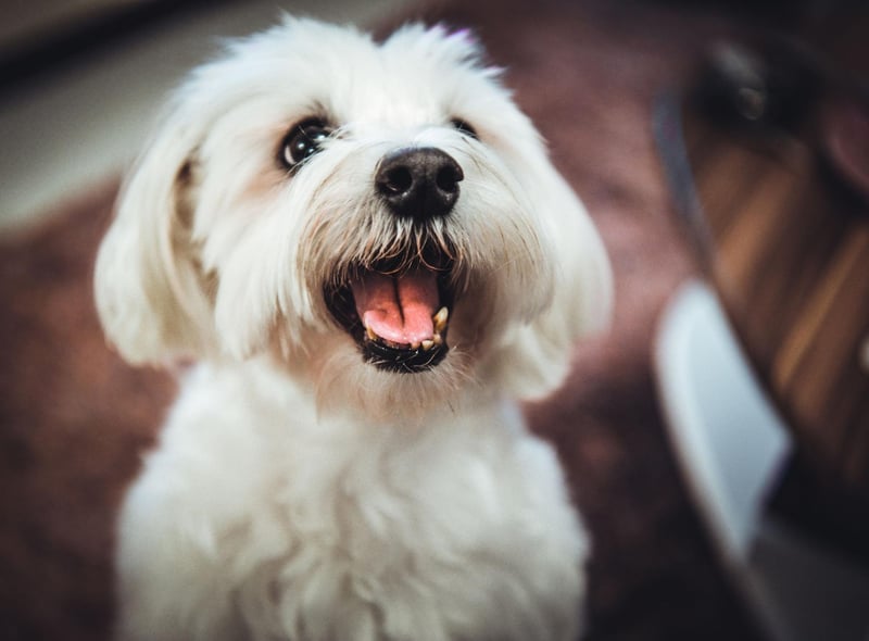 One of the smallest breeds, Maltese may be tiny but they are also one of the most empathetic pets and are often used as therapy dogs. They need very little outdoor exercise and even giving them their daily brush can be fairly therapeutic and relaxing.