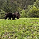 It is believed there are around 7,500 to 8,000 bears roaming Romanian forests. Picture: Cristiana Osan