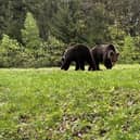 It is believed there are around 7,500 to 8,000 bears roaming Romanian forests. Picture: Cristiana Osan