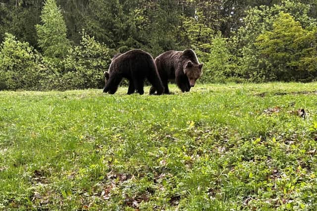 It is believed there are around 7,500 to 8,000 bears roaming Romanian forests. Picture: Cristiana Osan