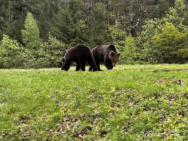 It is believed there are around 7,500 to 8,000 bears roaming Romanian forests. Picture: Cristiana Osan