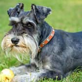Looking for inspiration to name your new Miniature Schnauzer? Here are some ideas.