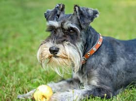 Looking for inspiration to name your new Miniature Schnauzer? Here are some ideas.