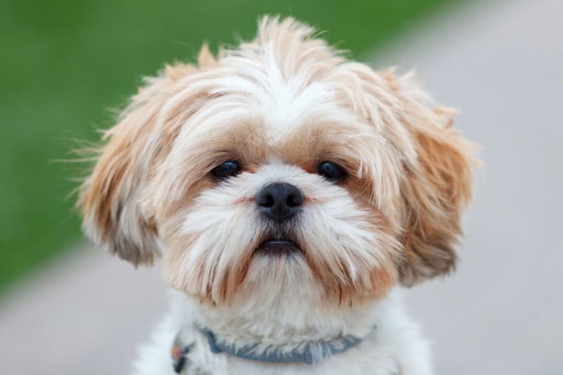 Small, quiet, calm and loving, the Shih Tzu was originally bred to live in Chinese palaces, so need relatively little time outdoors and are perfectly content living in a flat.