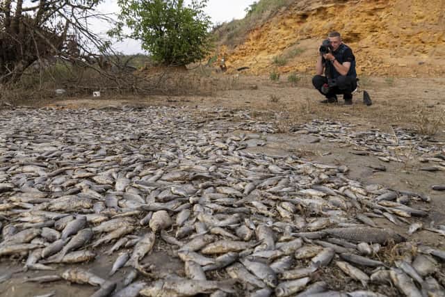 A photographer takes photo of dead fish in the dried-up Kakhovka Reservoir after recent catastrophic destruction of the Kakhovka dam near Kherson, Ukraine. Picture: AP Photo/Mstyslav Chernov
