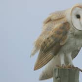 A barn owl, along with a goshawk, was found dead in the trap owned by gamekeeper Peter Givens. PIC: Steve Garvie/Creative Commons.