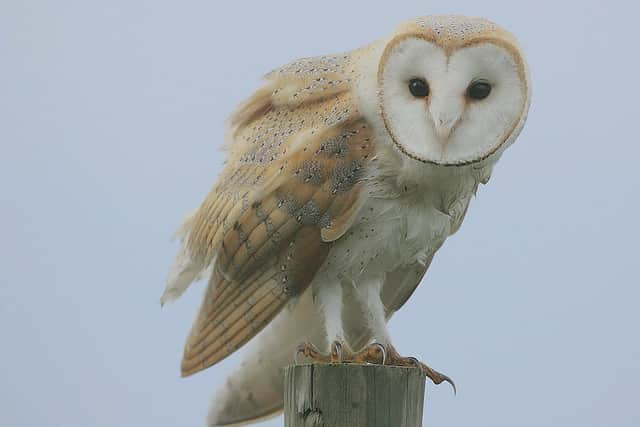 A barn owl, along with a goshawk, was found dead in the trap owned by gamekeeper Peter Givens. PIC: Steve Garvie/Creative Commons.