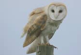 A barn owl, along with a goshawk, was found dead in the trap owned by gamekeeper Peter Givens. PIC: Steve Garvie/Creative Commons.