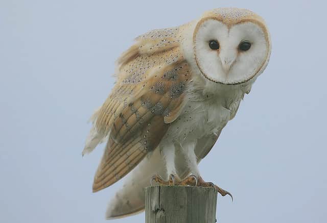 A barn owl, along with a goshawk, was found dead in the trap owned by gamekeeper Peter Givens. PIC: Steve Garvie/Creative Commons.