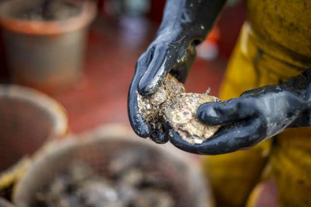 The native oyster season has begun (pic: Lisa Ferguson)