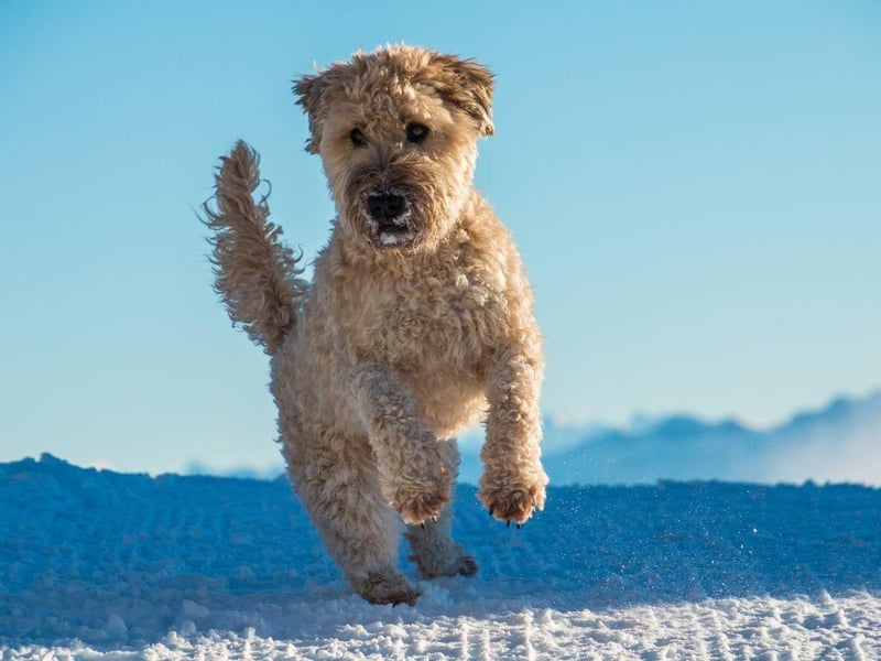 Refered to in their native Ireland as 'the Poor Man's Wolfhound', the Soft-coated Wheaten Terrier has been used for over two hundred years as an all-purpose working dog. They share ancestry with the Kerry Blue Terrier and the Irish Terrier.