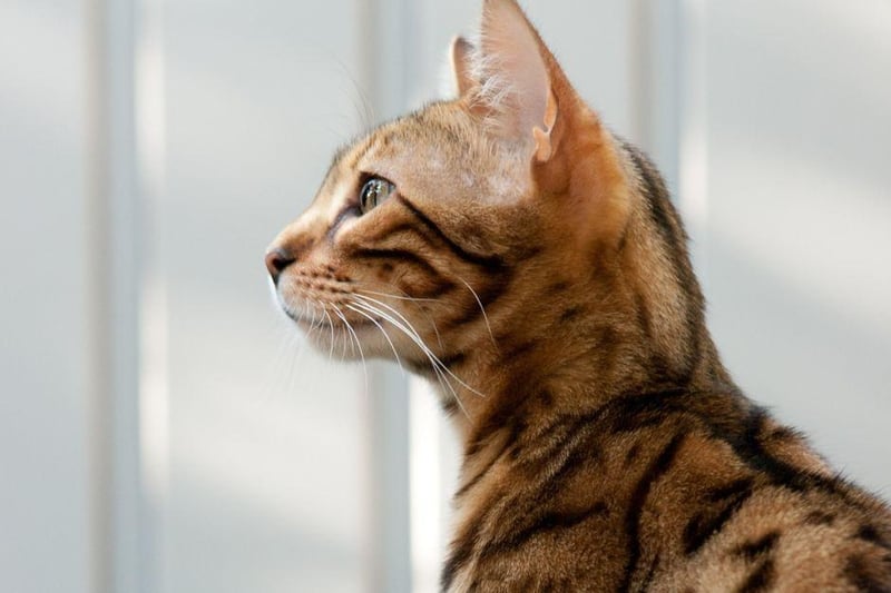 Always alert, the Bengal cat has bundles of energy and are known to tell you when they want to play!