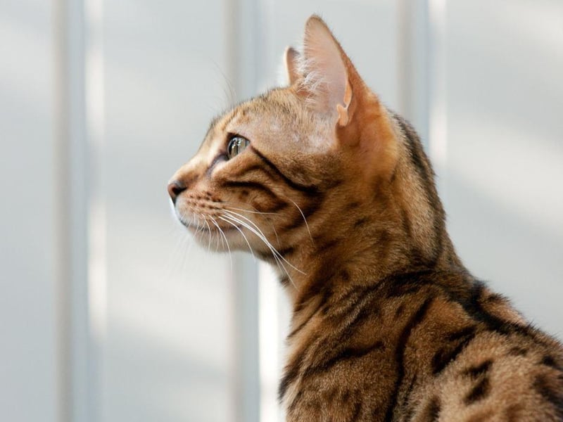 Always alert, the Bengal cat has bundles of energy and are known to tell you when they want to play!