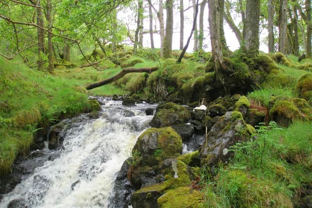 Celtic rainforests are found on the west coast of Scotland - including Lochaline, seen in this picture by Gordon Rothero