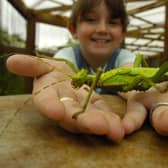 Edinburgh Butterfly & Insect World will not re-open following closure during the Covid pandemic (Picture: Cate Gillon)