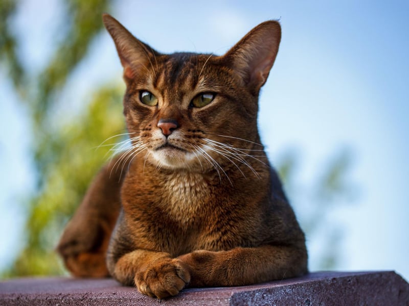 The curious Abyssinian doesn’t shy away from people or other pets, which will make it a perfect household companion - even if you have others to take care of.
