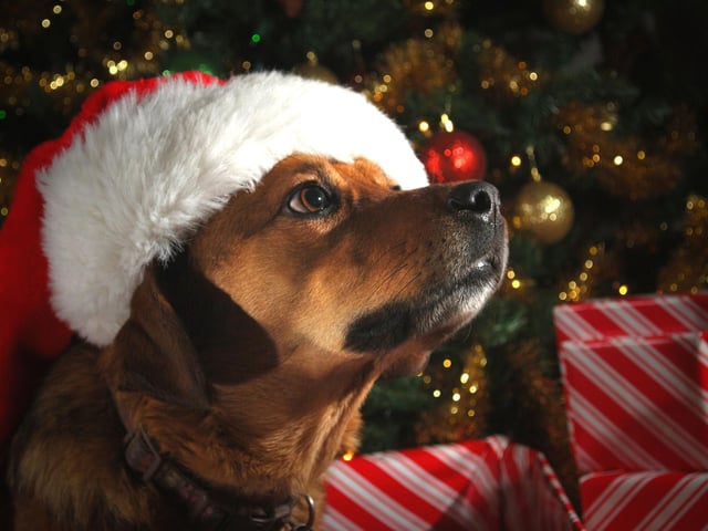 We all want everything to look perfect on Christmas morning, so the last thing you want is one of Santa’s stockings to be covered in doggy drool, bite-marks and fur. If you can, keep your dog out of whichever room you keep your stockings in on Christmas Eve night. You might even consider fitting a lock to the door, if your pup likes to explore the house at night. A locked door may also help to keep out any over-eager children, keen on finally catching Santa in the act this year, giving you peace of mind this Yuletide.