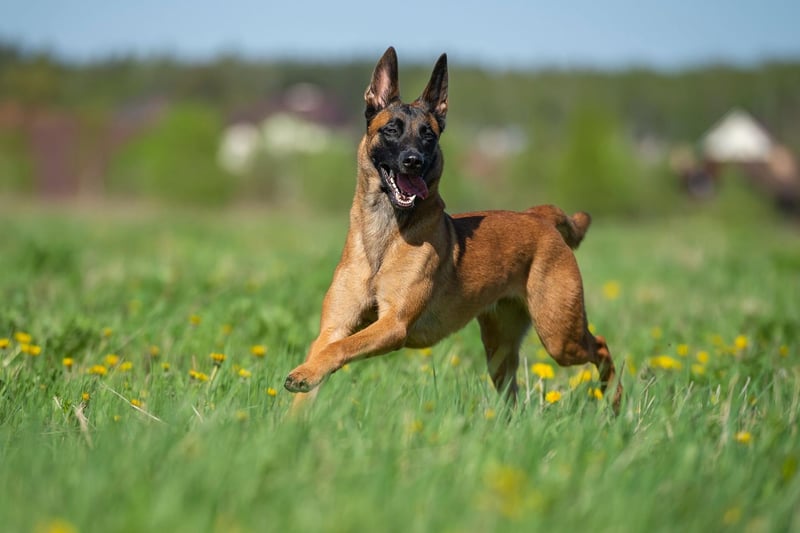 Also know as the Belgian Malinois, the Belgian Shepherd is another herding dog that is at their happiest running over fields. They need an absolute minimum of two hours of exercise a day to stay happy and healthy.