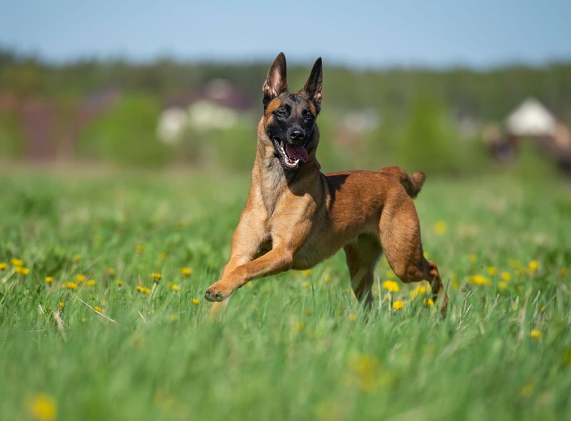 Also know as the Belgian Malinois, the Belgian Shepherd is another herding dog that is at their happiest running over fields. They need an absolute minimum of two hours of exercise a day to stay happy and healthy.