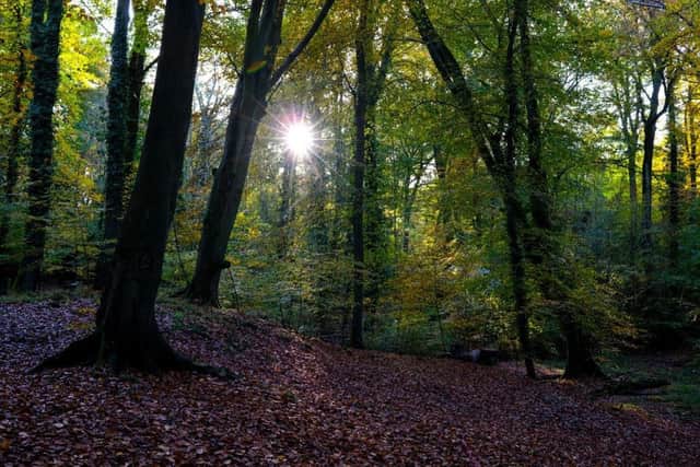 A general view of woodland. Photo: Richard Heathcote/Getty Images