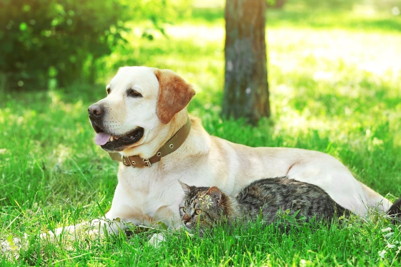 Enthusiastic and outgoing, the Labrador Retriever is one of the friendliest breeds you can meet. They may chase a cat they don't know, but will should become firm friends with felines that are part of their household.