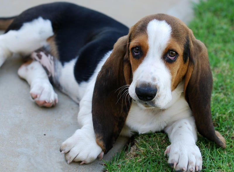 Basset Hounds are utterly adorable but are prone to a range of joint issues, digestive issues including bloating and the serious blood clotting condition Von Willebrand. Taking out health insurance on this breed is essential and regular vet visits for checkups recommended.