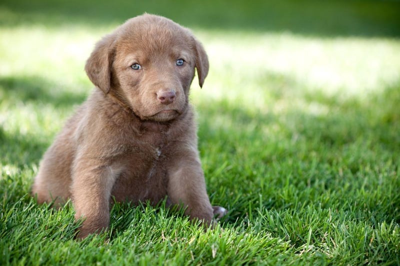 The state dog of Maryland since 1964, the Chesapeake Bay Retriever is also the mascot of the University of Maryland. It was developed in the Chesapeake Bay area of Maryland during the 19th century to retrieve waterfowl and  fishing nets.