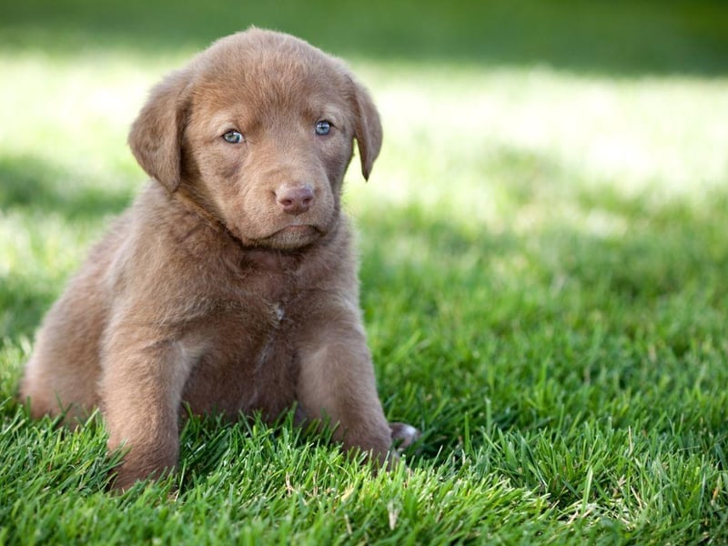 The state dog of Maryland since 1964, the Chesapeake Bay Retriever is also the mascot of the University of Maryland. It was developed in the Chesapeake Bay area of Maryland during the 19th century to retrieve waterfowl and fishing nets.