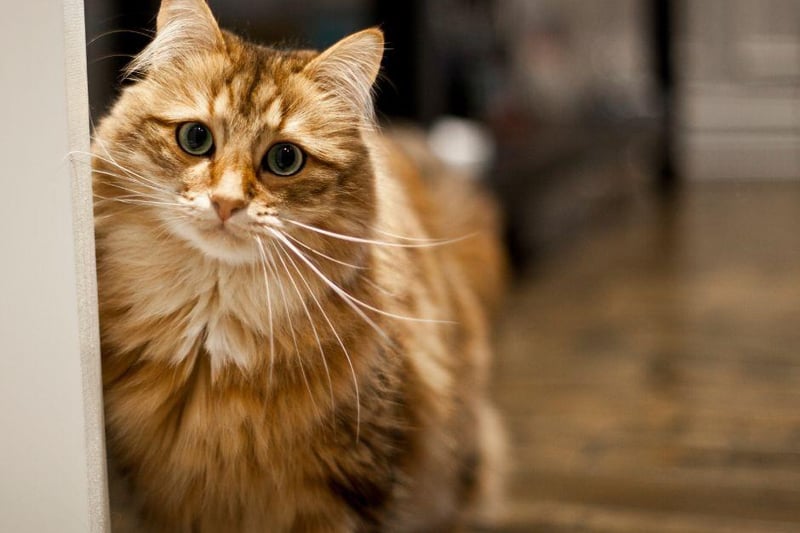 While its long and beautiful coat may not indicate it, Siberian cat breed actually shed less hair than many other breeds and are known to be hypoallergenic The Siberian is also powerfully built with strong hind legs.