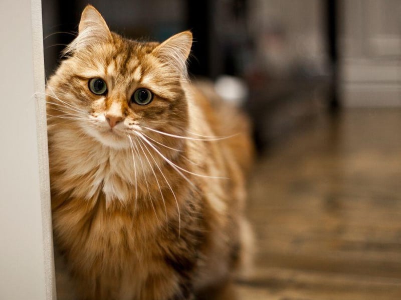 While its long and beautiful coat may not indicate it, Siberian cat breed actually shed less hair than many other breeds and are known to be hypoallergenic The Siberian is also powerfully built with strong hind legs.