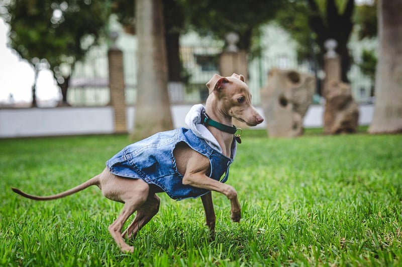 A good winter jacket, and perhaps even warm protective booties, are ideally needed when taking a skinny greyhound out into wintery weather. They'll still be keen to get home to laze by the fire though.