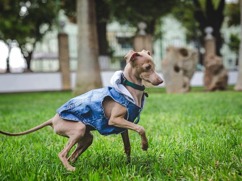 A good winter jacket, and perhaps even warm protective booties, are ideally needed when taking a skinny greyhound out into wintery weather. They'll still be keen to get home to laze by the fire though.