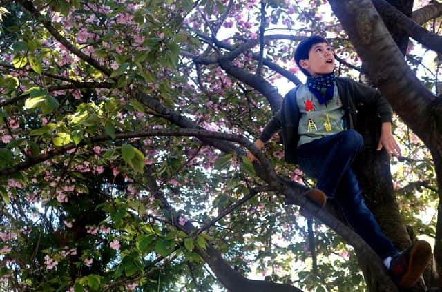 Parents should try to keep an extra eye on their kids to stop them taking risks like scaling high trees (Picture: Yana Paskova/Getty Images)