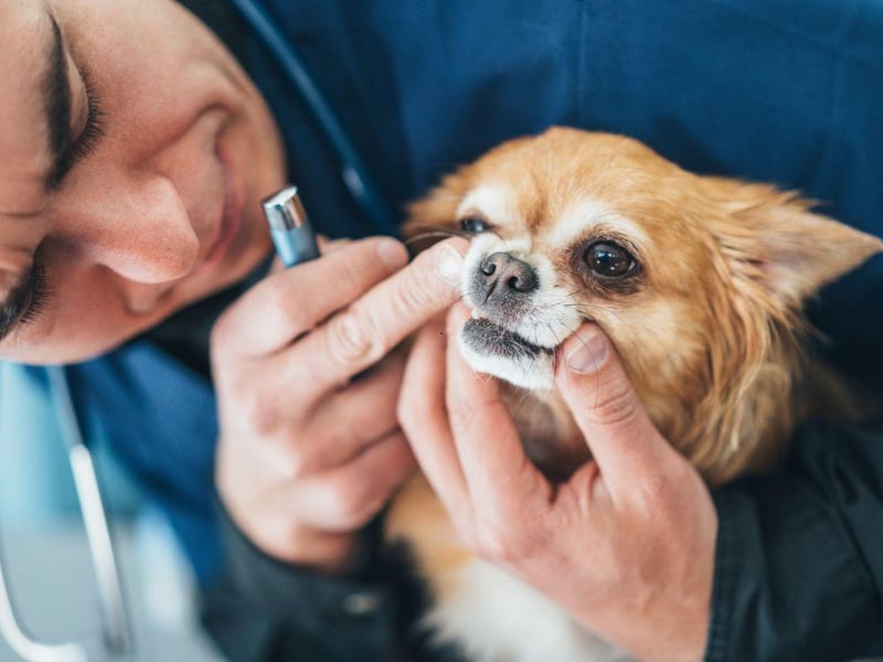 As a rule, the smaller the dog, the higher the risk of tooth trouble - and they don't get any smaller than the Chihuahua. All dogs have the same number of teeth (42) but when they have to fit into a tiny mouth it increases the chances of plaque bacteria building up.