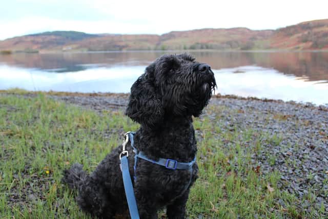 Beatha Bothy is a dog-friendly destination for well-behaved dogs like Archie.