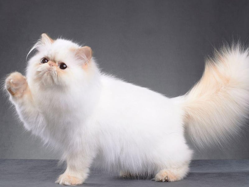 With their beautiful long coats, Persian breeds are very calm and composed, but still very affectionate.
